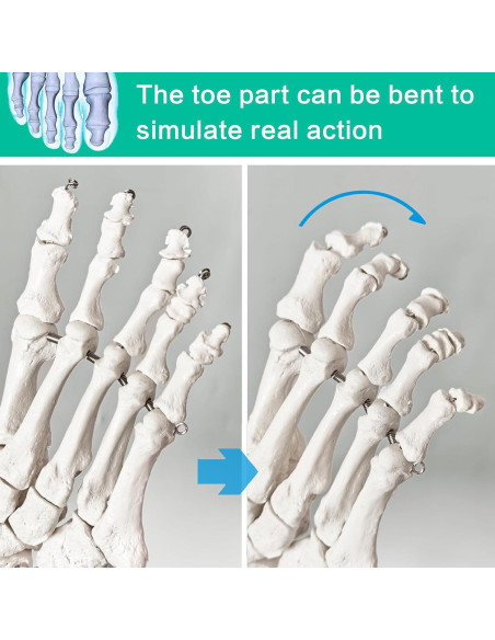 Modelo de Pie Humano Articulado Nuevo Horizonte 2025