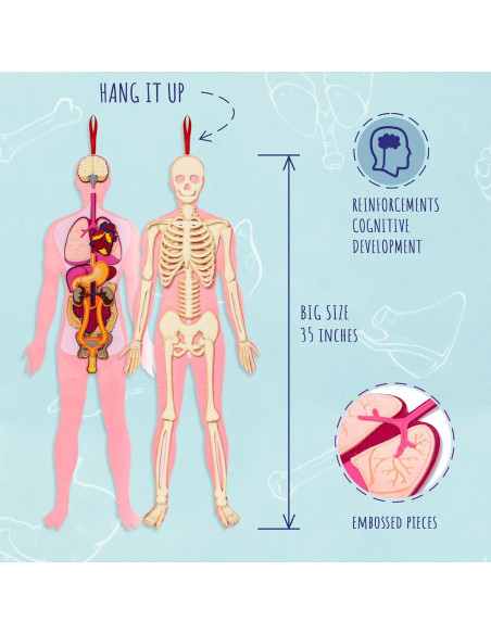 Modelo de Anatomía Humana Hebei 90.2 cm 30 Piezas Educativo