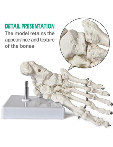 Modelo de Pie Humano Articulado Nuevo Horizonte 2025