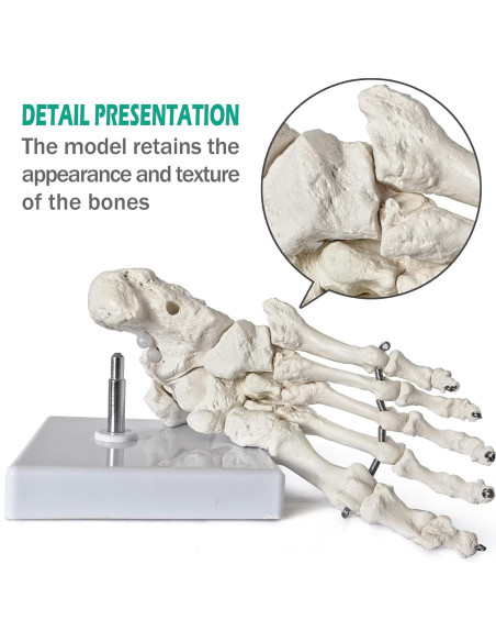 Modelo de Pie Humano Articulado Nuevo Horizonte 2025