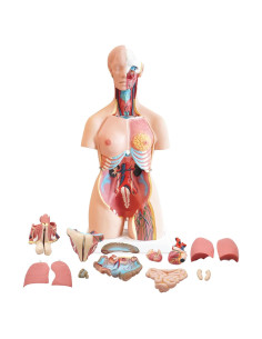 Torso Humano FriCARE 3D Grande con Órganos Removibles 32 Piezas