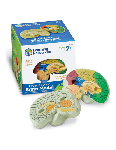 Modelo de Cerebro en Sección Transversal Learning Resources 12.7 cm