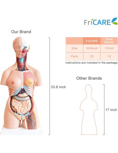 Torso Humano FriCARE 3D Grande con Órganos Removibles 32 Piezas 2