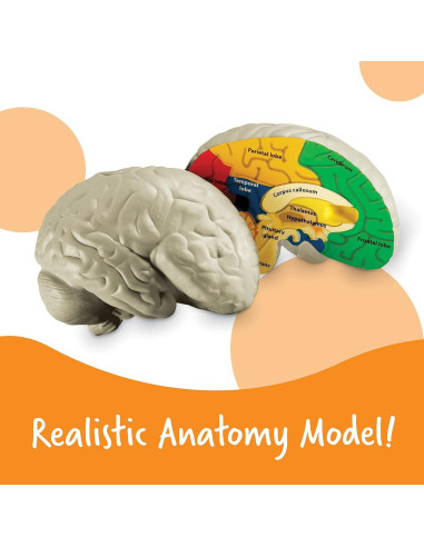 Modelo de Cerebro en Sección Transversal Learning Resources 12.7 cm