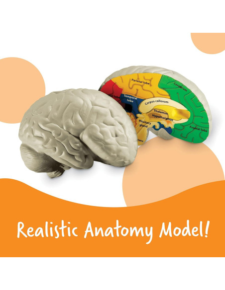 Modelo de Cerebro en Sección Transversal Learning Resources 12.7 cm