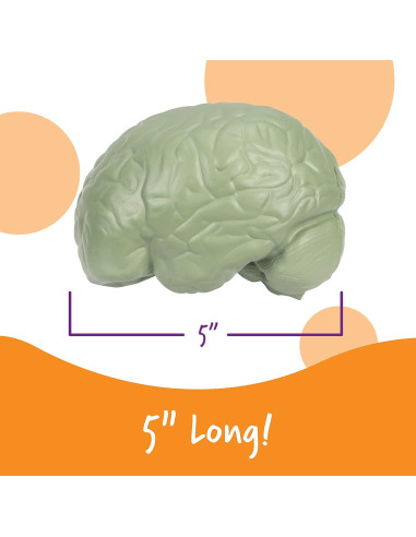 Modelo de Cerebro en Sección Transversal Learning Resources 12.7 cm