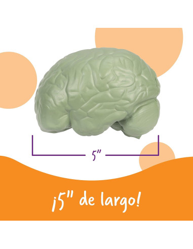 Modelo de Cerebro en Sección Transversal Learning Resources 12.7 cm