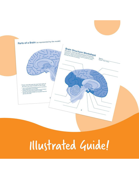 Modelo de Cerebro en Sección Transversal Learning Resources 12.7 cm