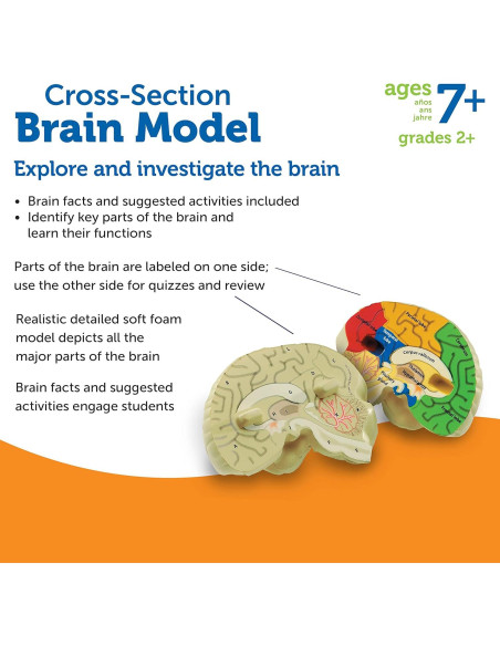Modelo de Cerebro en Sección Transversal Learning Resources 12.7 cm