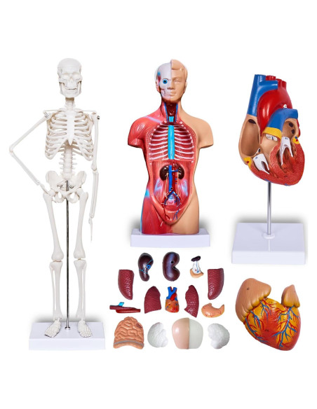 Conjunto de Modelos de Anatomía 3D Breesky - Torso, Corazón y Esqueleto