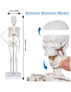 Conjunto de Modelos de Anatomía 3D Breesky - Torso, Corazón y Esqueleto 2