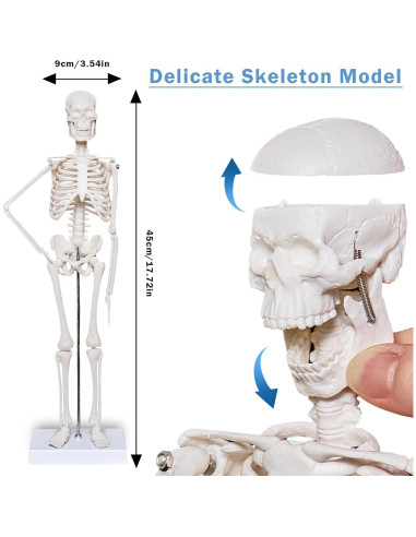 Conjunto de Modelos de Anatomía 3D Breesky - Torso, Corazón y Esqueleto