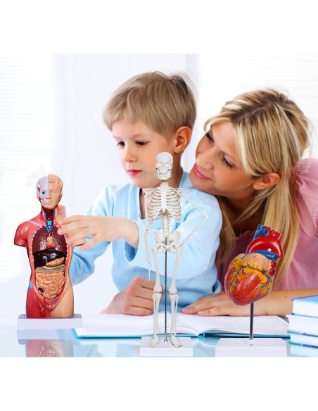 Conjunto de Modelos de Anatomía 3D Breesky - Torso, Corazón y Esqueleto