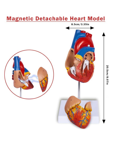 Conjunto de Modelos de Anatomía 3D Breesky - Torso, Corazón y Esqueleto