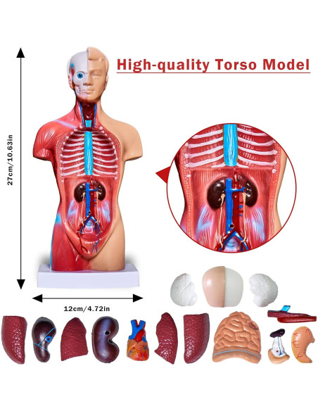 Conjunto de Modelos de Anatomía 3D Breesky - Torso, Corazón y Esqueleto