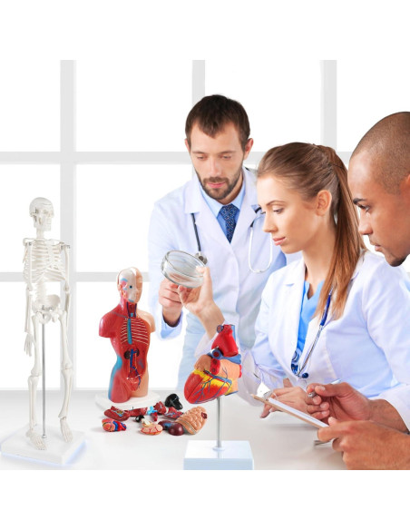 Conjunto de Modelos de Anatomía 3D Breesky - Torso, Corazón y Esqueleto