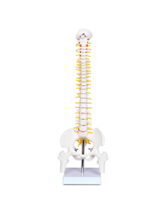 Modelo Mini Columna Vertebral Humana Breesky 43 cm con Soporte