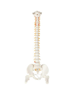 Modelo de Columna Vertebral Flexible Axis Scientific 78.7cm 2