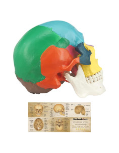 Modelo Anatómico de Cráneo Humano Colorido Medarchitect 3 Partes