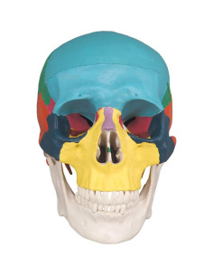 Modelo Anatómico de Cráneo Humano Colorido Medarchitect 3 Partes 2
