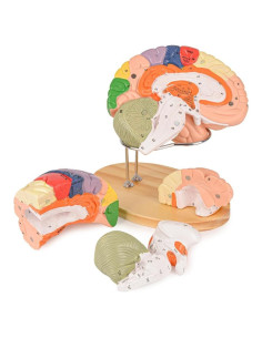 Modelo de Cerebro Humano Ultrassist 4 Secciones Desmontables