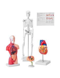 Modelo de Anatomía Humana 3D VEVOR - Cuerpo, Cerebro y Corazón