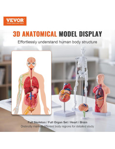 Modelo de Anatomía Humana 3D VEVOR - Cuerpo, Cerebro y Corazón 2