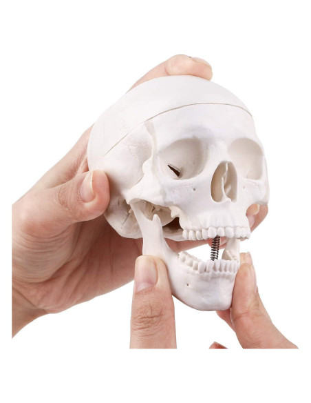 Modelo de Cráneo Mini EUDDOO 3 Partes 10.5 cm Anatomía