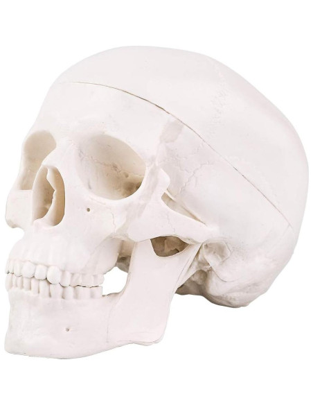 Modelo de Cráneo Mini EUDDOO 3 Partes 10.5 cm Anatomía