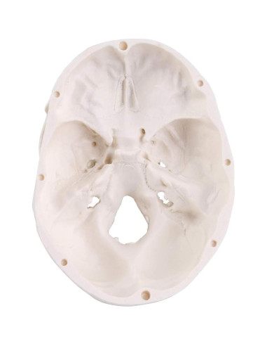Modelo de Cráneo Mini EUDDOO 3 Partes 10.5 cm Anatomía