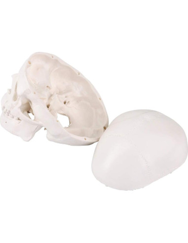 Modelo de Cráneo Mini EUDDOO 3 Partes 10.5 cm Anatomía