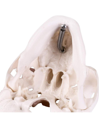 Modelo de Cráneo Mini EUDDOO 3 Partes 10.5 cm Anatomía