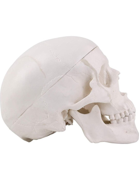 Modelo de Cráneo Mini EUDDOO 3 Partes 10.5 cm Anatomía