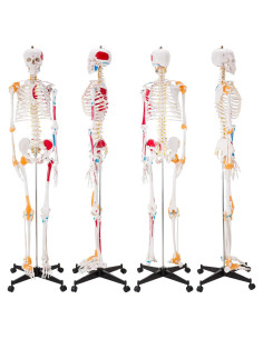 Modelo de Esqueleto Humano Ultrassist 180 cm con Nervios y Ligamentos