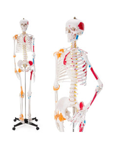 Modelo de Esqueleto Humano Ultrassist 180 cm con Nervios y Ligamentos 2