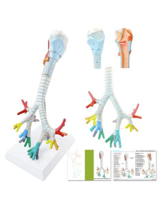 Modelo Anatómico Laringe Tráquea Bronquios Benilev 3 Partes