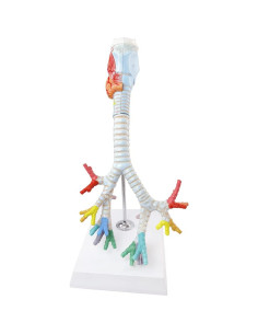 Modelo Anatómico Laringe Tráquea Bronquios Benilev 3 Partes 2