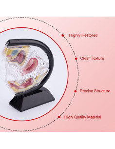 Modelo Anatómico de Útero Transparente Luoxun 24x23x9 cm 2