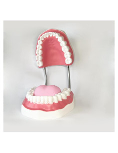 Modelo Dental TDOU-TB6 Boca Completa 16x15x12cm para Enseñanza