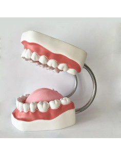 Modelo Dental TDOU-TB6 Boca Completa 16x15x12cm para Enseñanza 2