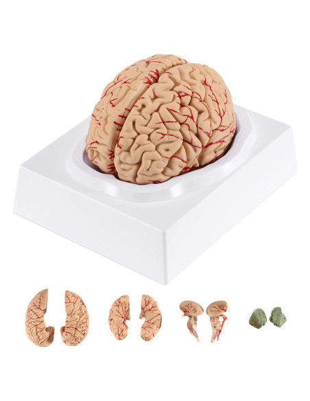 Modelo de Cerebro Humano BEAMNOVA 15cm para Educación Anatomía
