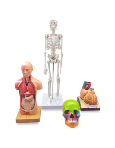 Juego de Anatomía Humana 4 Piezas Merinden - Torso, Esqueleto, Corazón y Cráneo