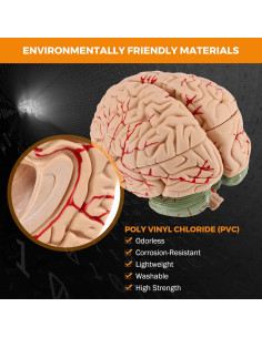 Modelo de Cerebro Humano BEAMNOVA 15cm para Educación Anatomía 2