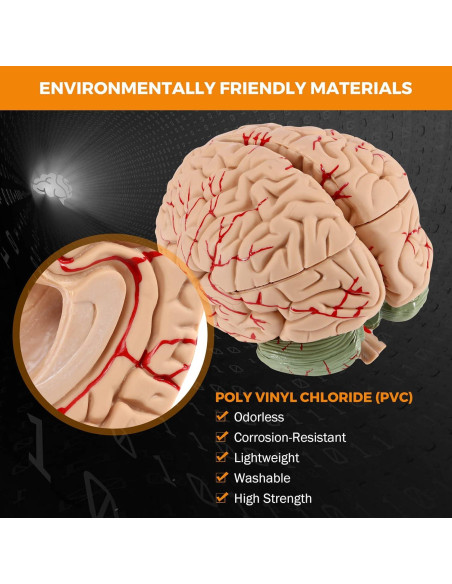 Modelo de Cerebro Humano BEAMNOVA 15cm para Educación Anatomía