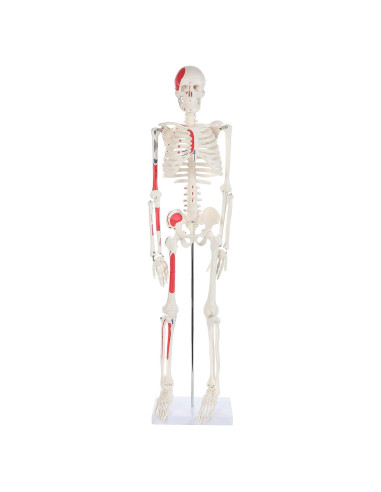 Modelo de Esqueleto Humano Pintado Anatomy Lab 88.9 cm
