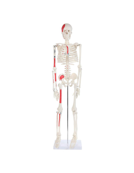 Modelo de Esqueleto Humano Pintado Anatomy Lab 88.9 cm