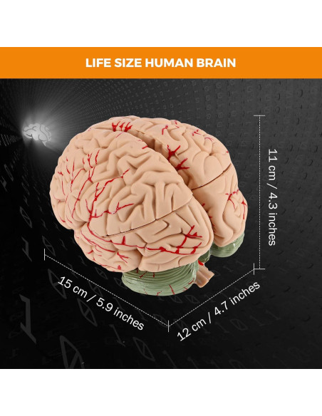 Modelo de Cerebro Humano BEAMNOVA 15cm para Educación Anatomía