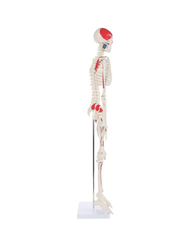 Modelo de Esqueleto Humano Pintado Anatomy Lab 88.9 cm
