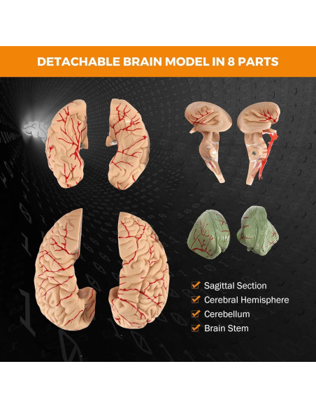 Modelo de Cerebro Humano BEAMNOVA 15cm para Educación Anatomía