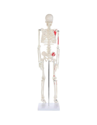 Modelo de Esqueleto Humano Pintado Anatomy Lab 88.9 cm